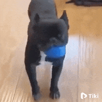 Happy Dance GIF by Tikivideo