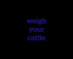 DatamarsLivestock cattle livestock weigh datamarslivestock GIF