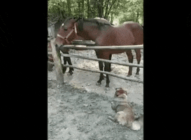 Dog GIF