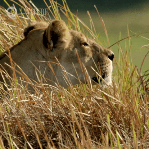 Relaxing Big Cat GIF by Nature on PBS