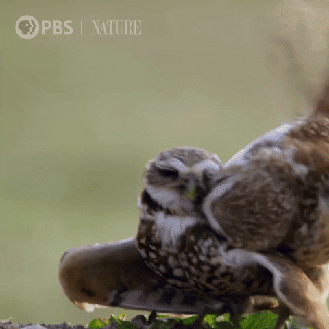 Burrowing Owl Birds GIF by Nature on PBS