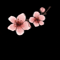 Explore cherry flower GIFs