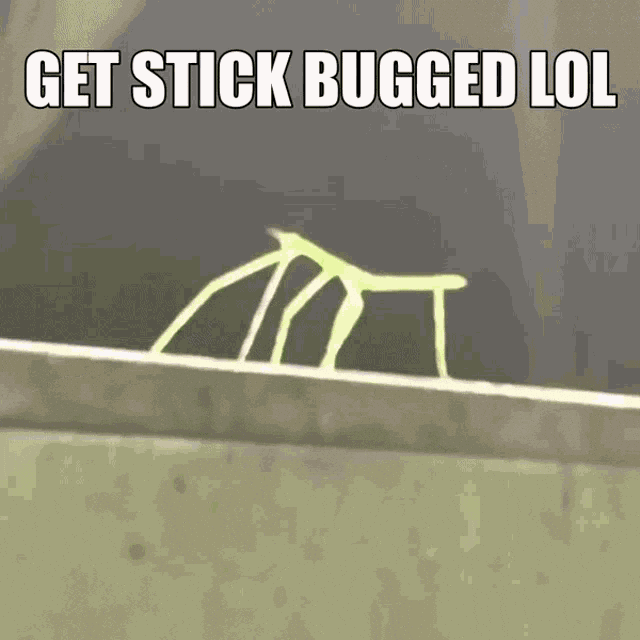 Get-stick-bugged-lol GIFs - Get the best GIF on GIPHY