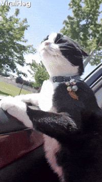excited cat in car gif