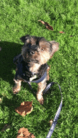 Cooper Cute Dog GIF by Shelly Saves the Day
