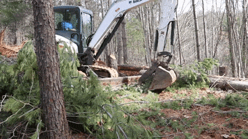 Pine Trees Heavy Equipment GIF by JC Property Professionals