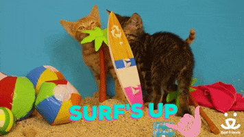 bestfriends cute summer beach kittens GIF