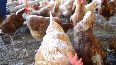Ovos Filippsen egg ovosfilippsen GIF