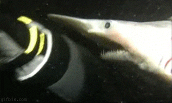 Goblin Shark Eating Gif