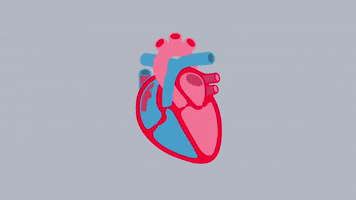 bhfsocialmedia heart diagram pumping heart bhf GIF