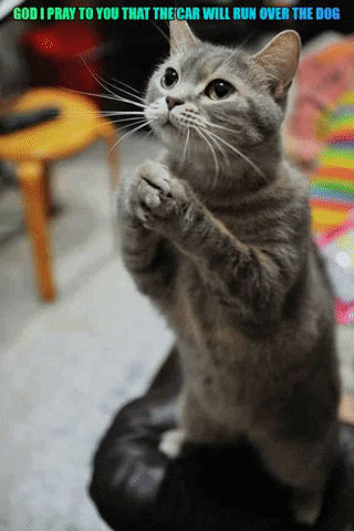 Pet Insurance For Cats GIF