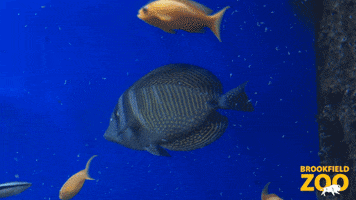 Ocean Swimming GIF by Brookfield Zoo