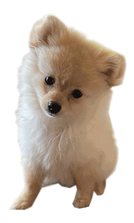 Láercio Cadore Cirurgia Plástica Sticker