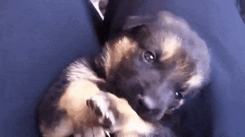 american-kennel-club  GIF