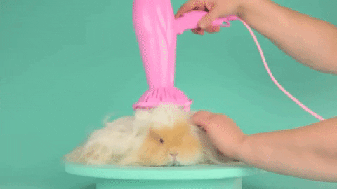 A gif of a guinea pig being blow-dried for the article how to care for small pets.