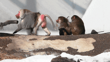 Baboon Gif By Viral Gif