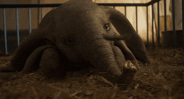 elephant dumbo GIF by Walt Disney Studios