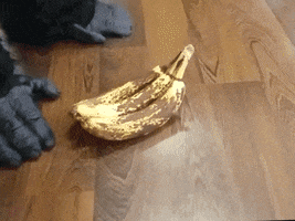 Angry Monkey Business GIF by XRay.Tech