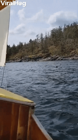 Orca Spotted From Antique Sailboat GIF by ViralHog