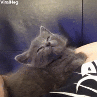 Kitten Slowly Lays Back And Falls Asleep GIF by ViralHog