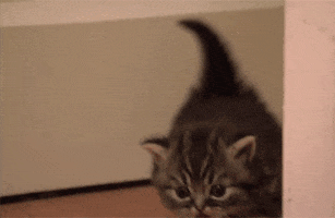 Safe For Work Cat GIF