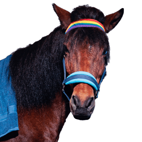 Horse Sticking Tongue Out Sticker by hooved