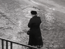 Raining Cats And Dogs GIF by BrabantinBeelden