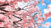 Cherry Blossom GIFs - Find & Share on GIPHY
