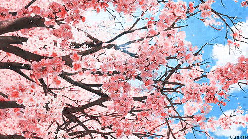 Cherry-blossom-tree GIFs - Get the best GIF on GIPHY