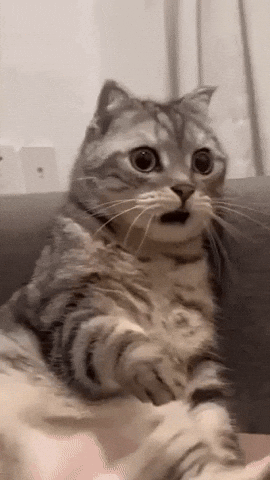 Shocked Cat GIF