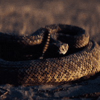 Hognose-snake GIFs - Get the best GIF on GIPHY