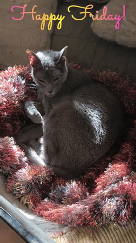 Happy Friday GIF