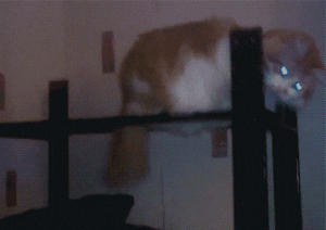 like a boss win GIF