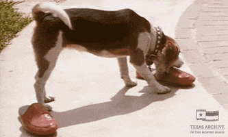 200.gif?cid=fc005b0811826fd4ba9f316f1a1695d42547488132fcd285&rid=200.gif&ct=g