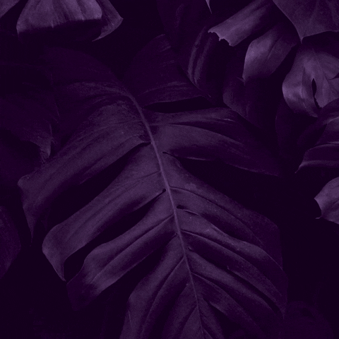 Ada Cantina Urbana GIF