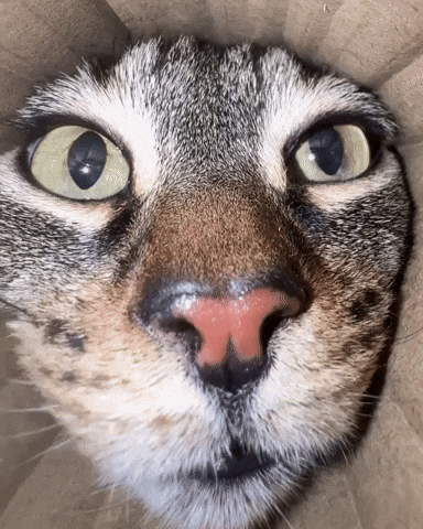 Cat GIF