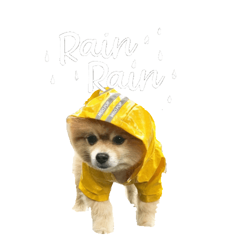 dog rain hat