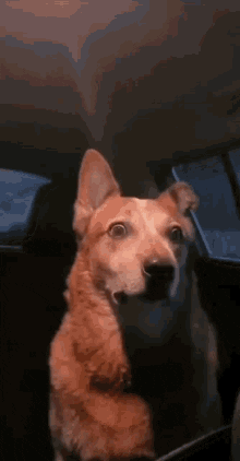 Perro GIF