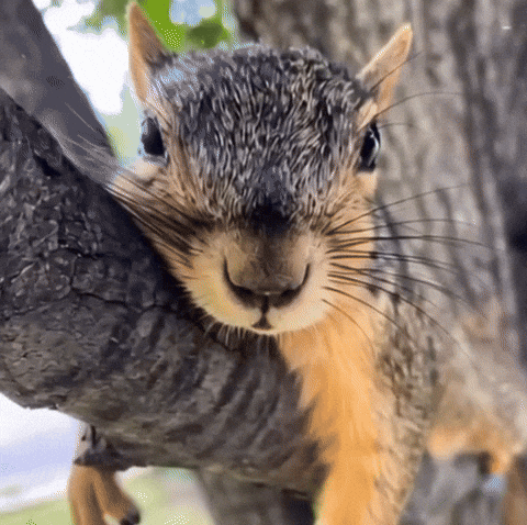 Eda GIF by Asociación Argentina de Editorxs audiovisuales