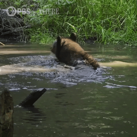 動物gif 今日のgif 動物gif 今日のgif