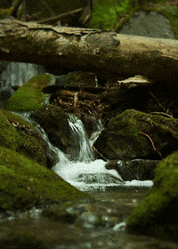 Nature GIFs - Get the best GIF on GIPHY