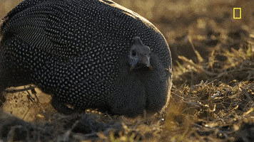 200.gif?cid=fc005b082641815a78a75aca37e2c8fdcbc768995de73e2b&rid=200.gif&ct=g
