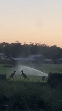 New South Wales Golf Course Plays Host to Kangaroo Punch-Up