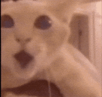 Cat GIF