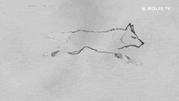 Featured image of post Black Wolf Running Gif
