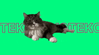 Cat Kot Sticker for iOS & Android