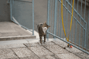 Cat GIF