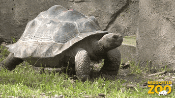 Slow Motion Tortoise GIF by Brookfield Zoo