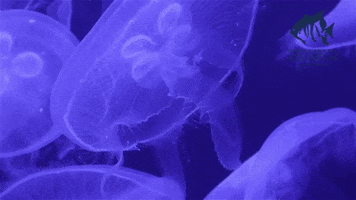 Jelly Fish Ocean GIF by NC Department of Natural and Cultural Resources