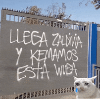 Zaldivia GIF
